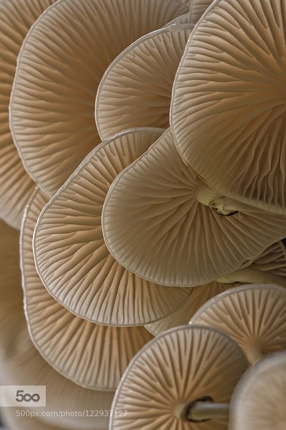 Benefits of Mushrooms